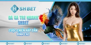 Đá Gà Tre Nhanh SHBET – Cuộc Chiến Hấp Dẫn Đỉnh Cao
