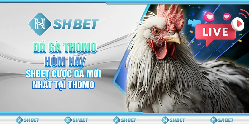 Đá Gà Thomo Hôm Nay – SHBET Cược Gà Mới Nhất Tại Thomo