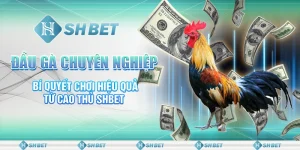 Đấu Gà Chuyên Nghiệp - Bí Quyết Chơi Hiệu Quả Từ Cao Thủ SHBET